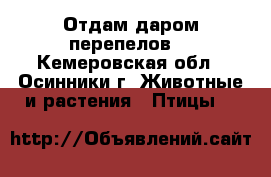 Отдам даром перепелов. - Кемеровская обл., Осинники г. Животные и растения » Птицы   